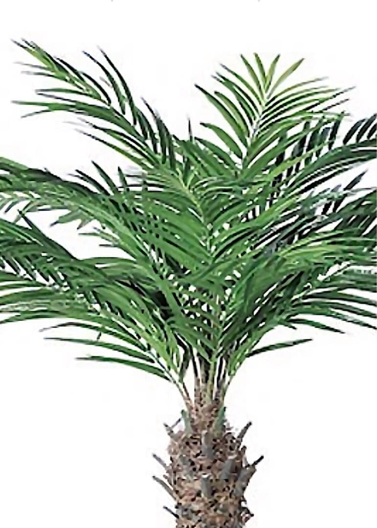 光触媒　人工観葉植物　ウォールグリーン　フェイクグリーン　アレカパームjg