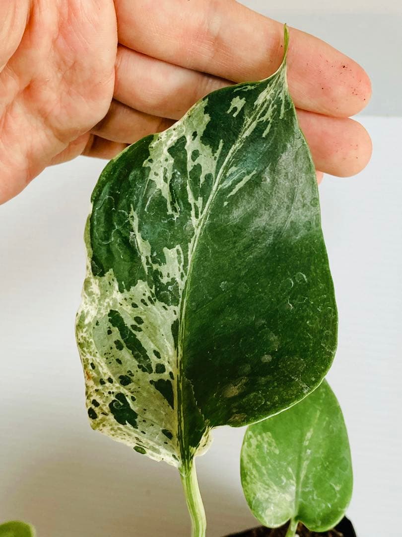 ☆美斑株☆ モンステラ バルバソー バルバソウル フシギダネ① - メルカリ