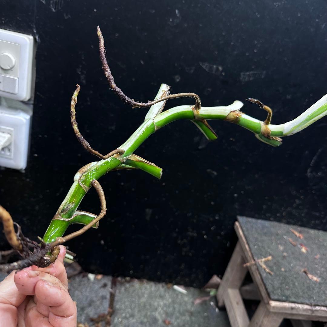 ニ*】様 斑入りモンステラホワイトタイガー大茎7株おまとめ