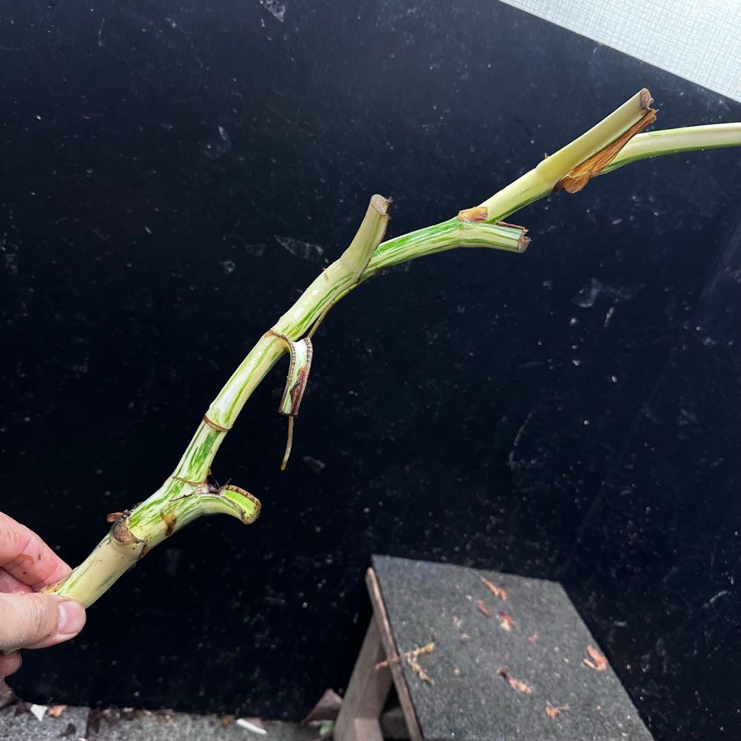 ニ*】様 斑入りモンステラホワイトタイガー大茎7株おまとめ