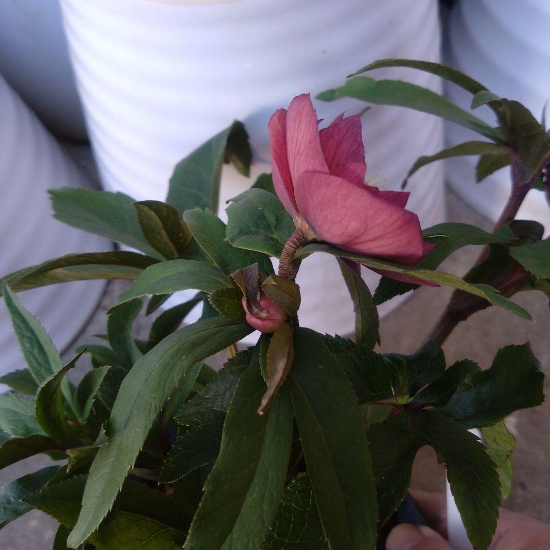 クリスマスローズ ワイン系dd 開花株 - メルカリ