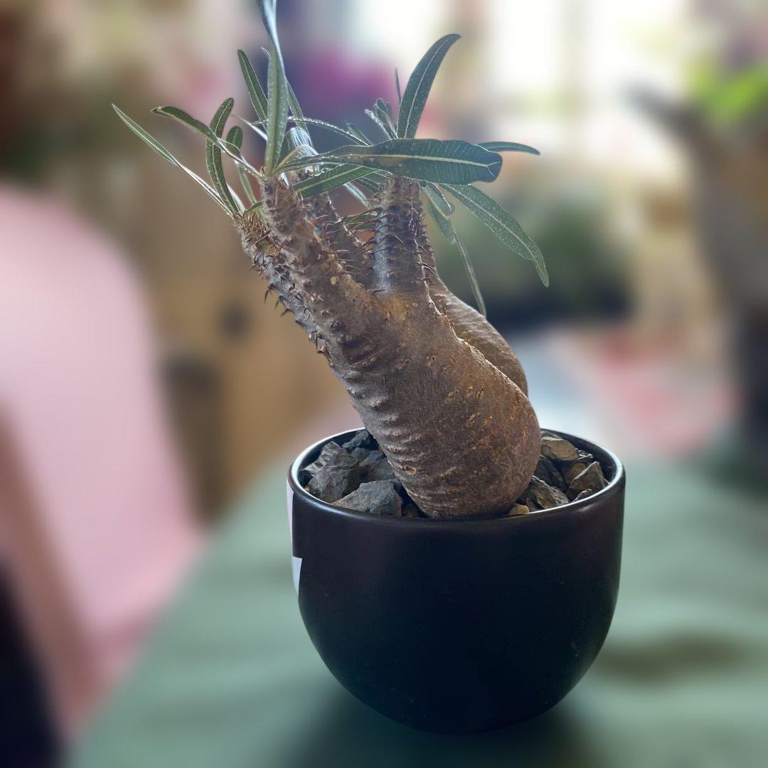 グラキリス多頭美株現地球