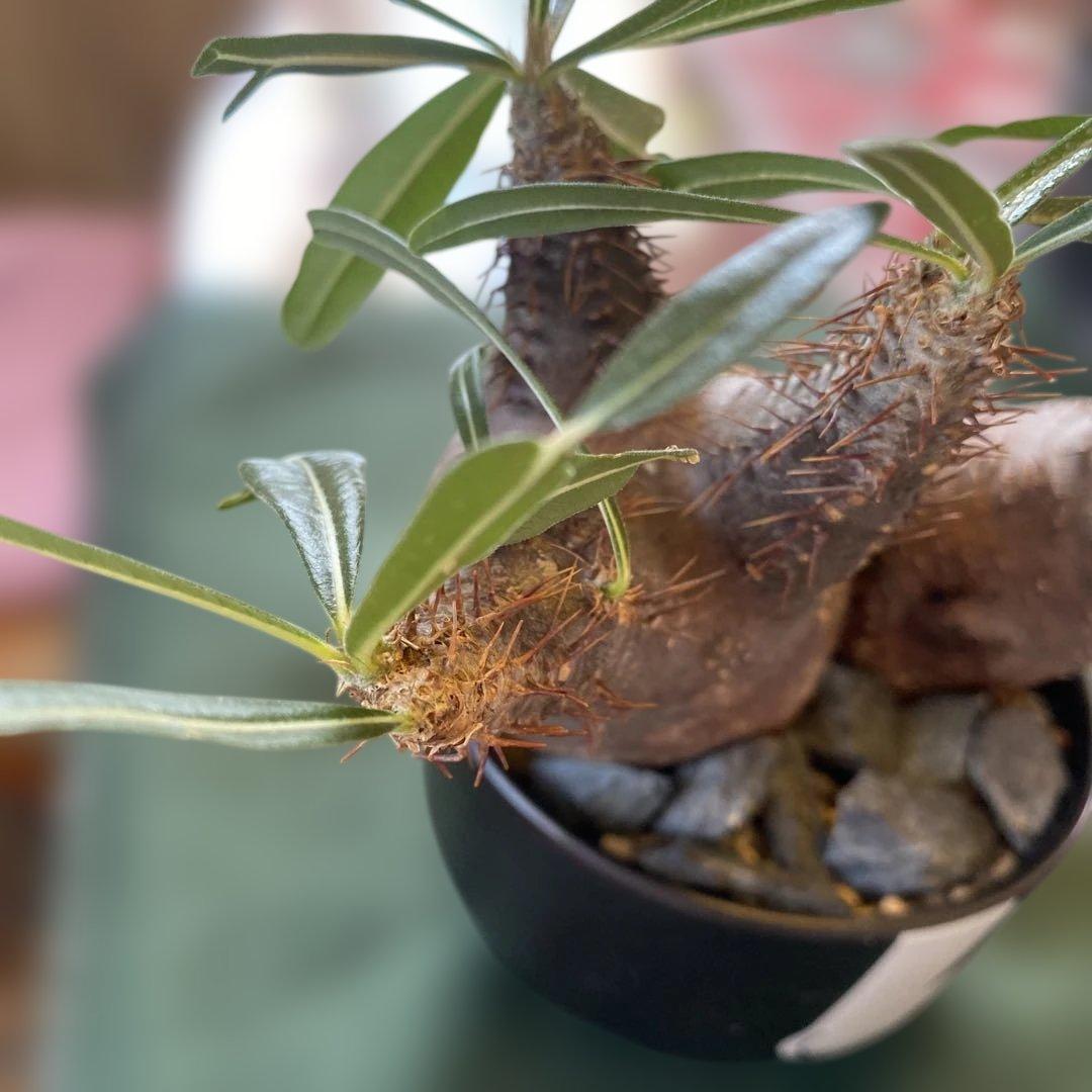 グラキリス多頭美株現地球