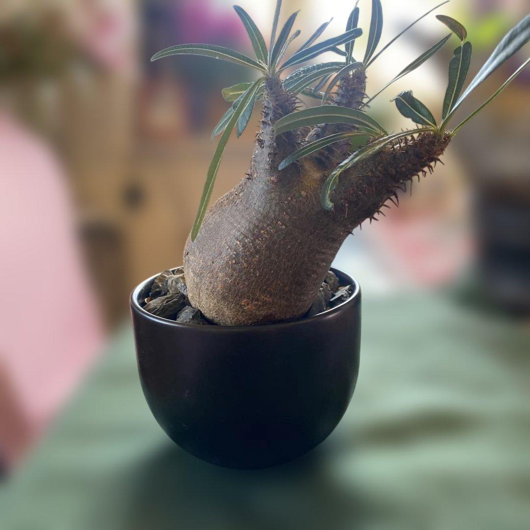 グラキリス多頭美株現地球