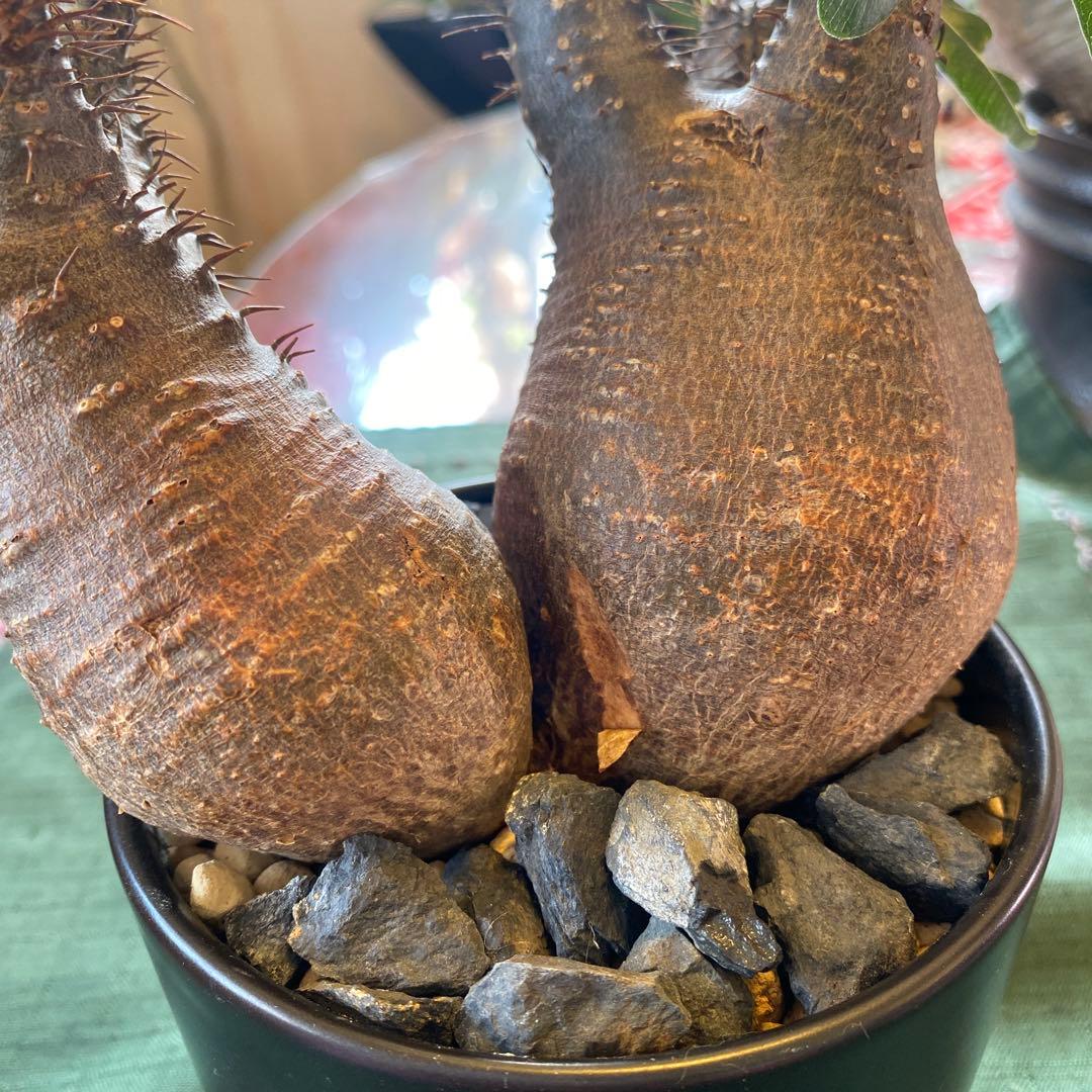 グラキリス多頭美株現地球