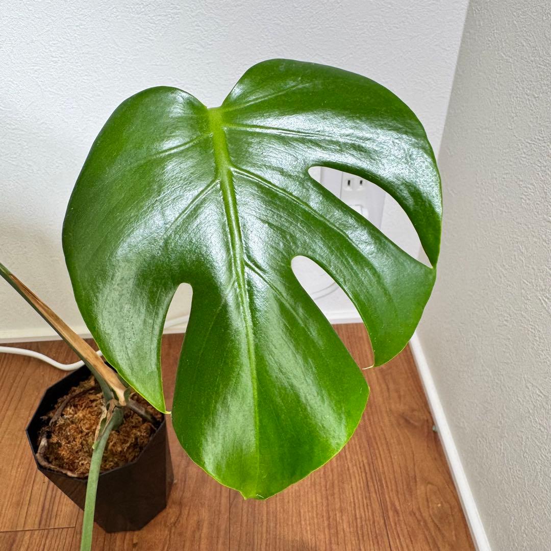 希少　モンステラ　デリシオーサ　シエラナ