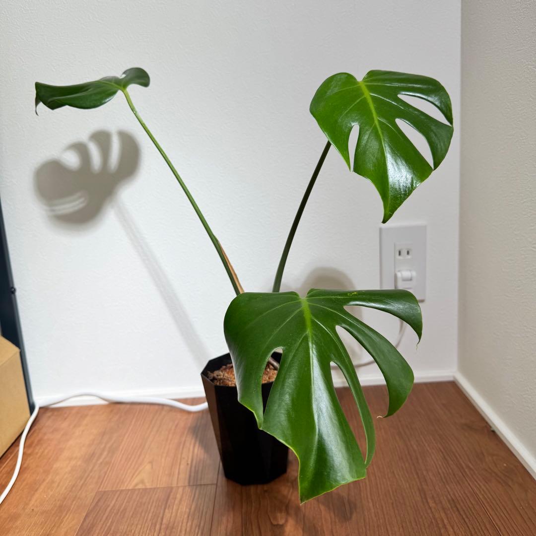 希少　モンステラ　デリシオーサ　シエラナ