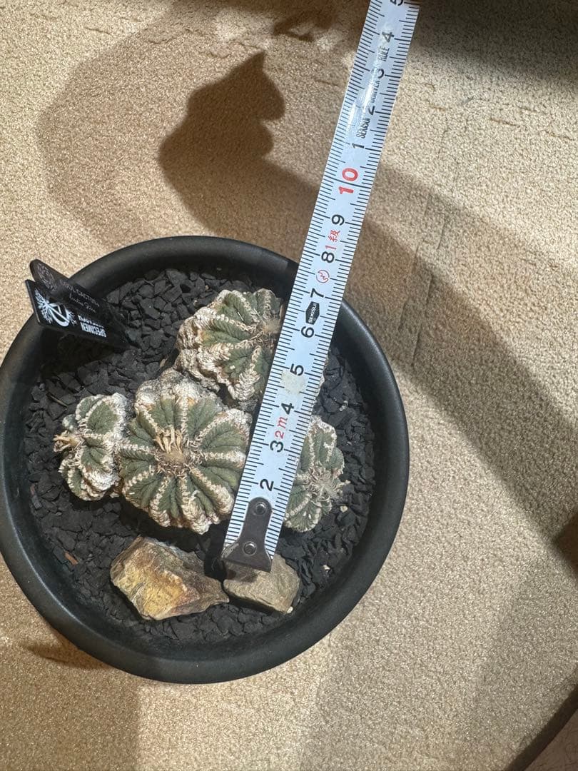 アズテキウムリッテリ'輸入球' 花籠 群生 自根Aztekium ritteri