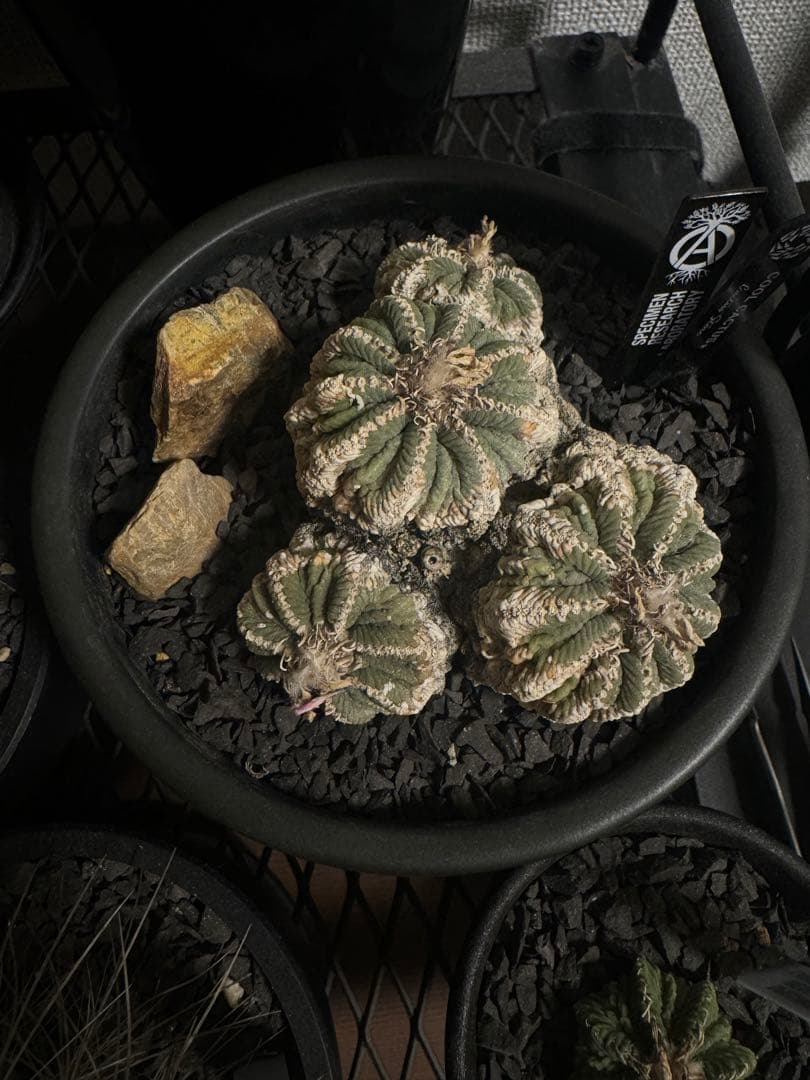 アズテキウムリッテリ'輸入球' 花籠 群生 自根Aztekium ritteri