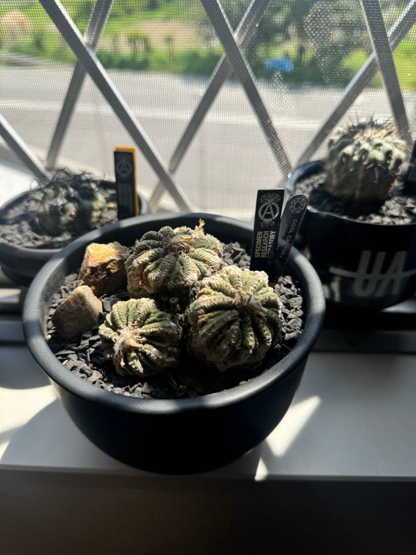 アズテキウムリッテリ'輸入球' 花籠 群生 自根Aztekium ritteri