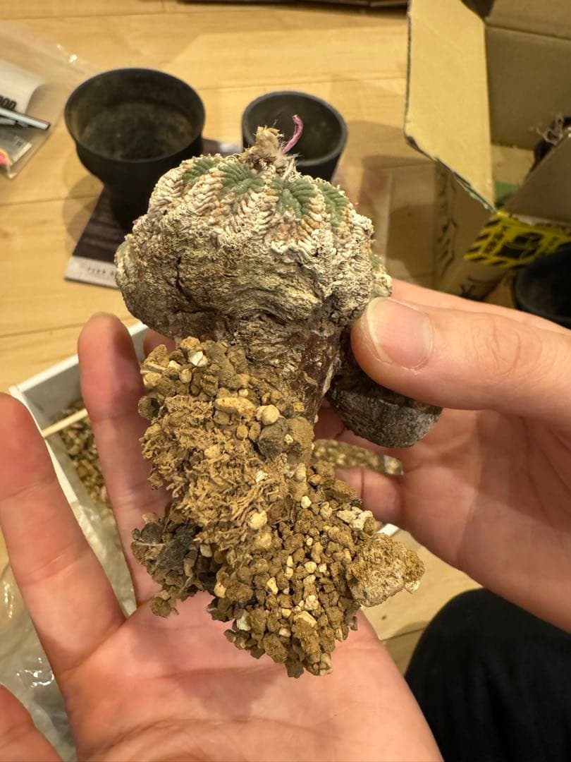 アズテキウムリッテリ'輸入球' 花籠 群生 自根Aztekium ritteri