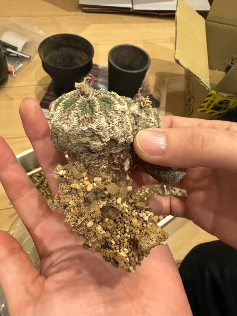 アズテキウムリッテリ'輸入球' 花籠 群生 自根Aztekium ritteri