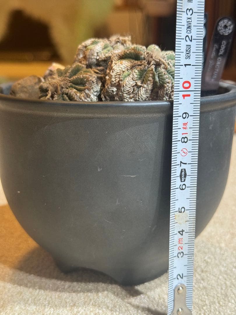 アズテキウムリッテリ'輸入球' 花籠 群生 自根Aztekium ritteri