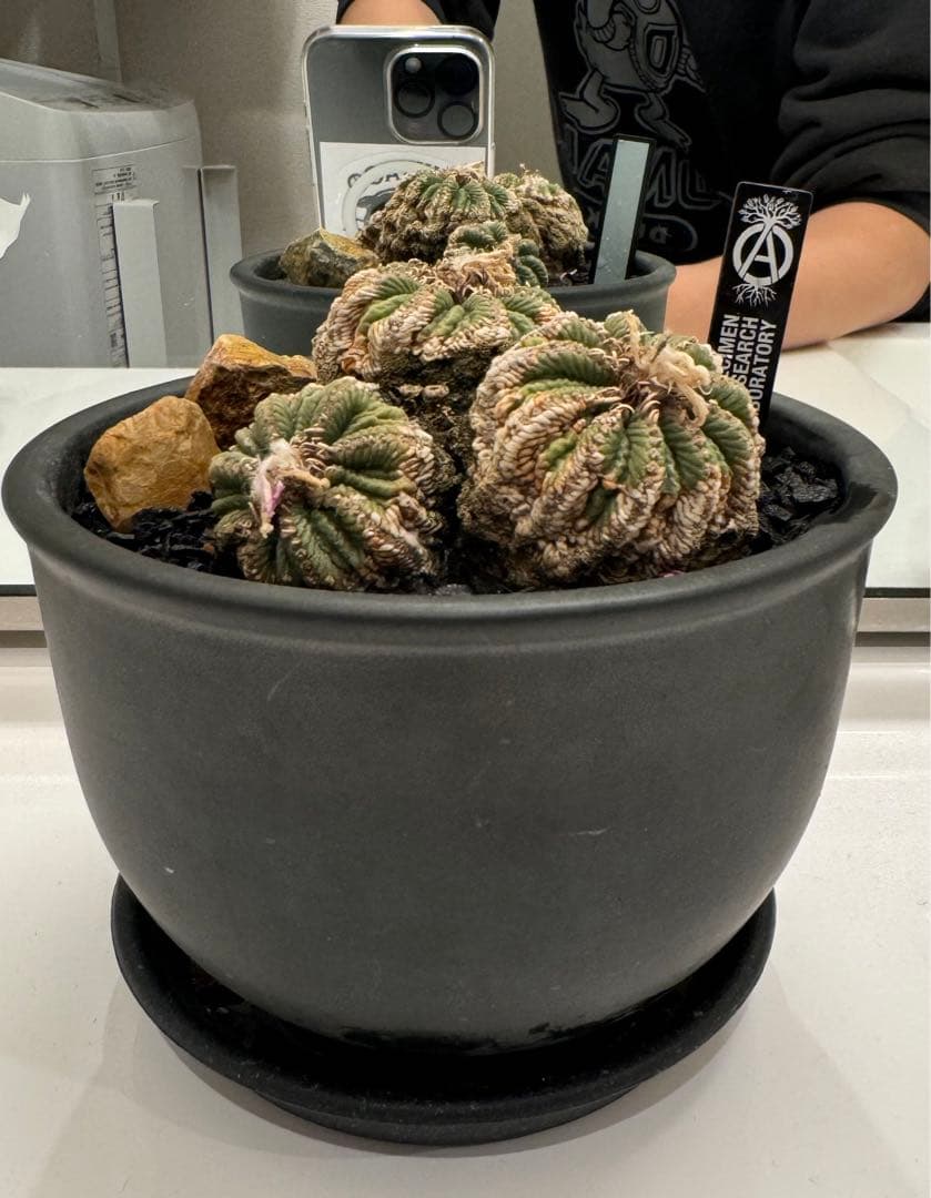 アズテキウムリッテリ'輸入球' 花籠 群生 自根Aztekium ritteri