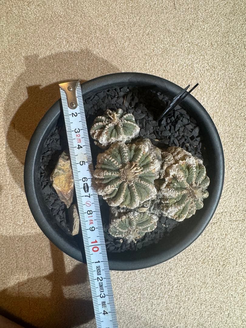 アズテキウムリッテリ'輸入球' 花籠 群生 自根Aztekium ritteri