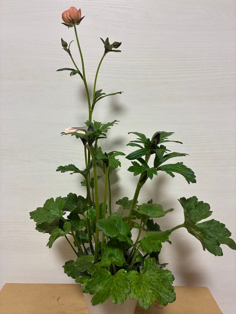 ラナンキュラスラックス 5号鉢 イーシス ハデス エリス 3種4苗 - メルカリ