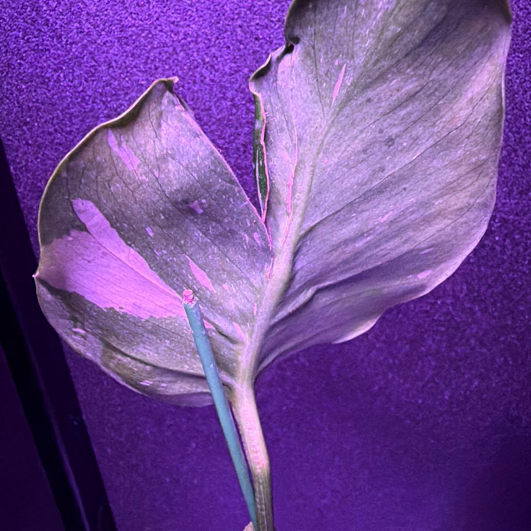 まちゃきモンステラ　デリシオーサゴジラ！ゾンビ！ミントトリカラー