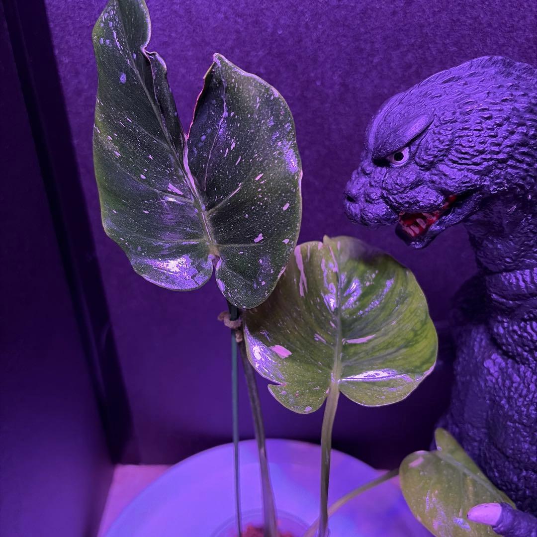 まちゃきモンステラ　デリシオーサゴジラ！ゾンビ！ミントトリカラー