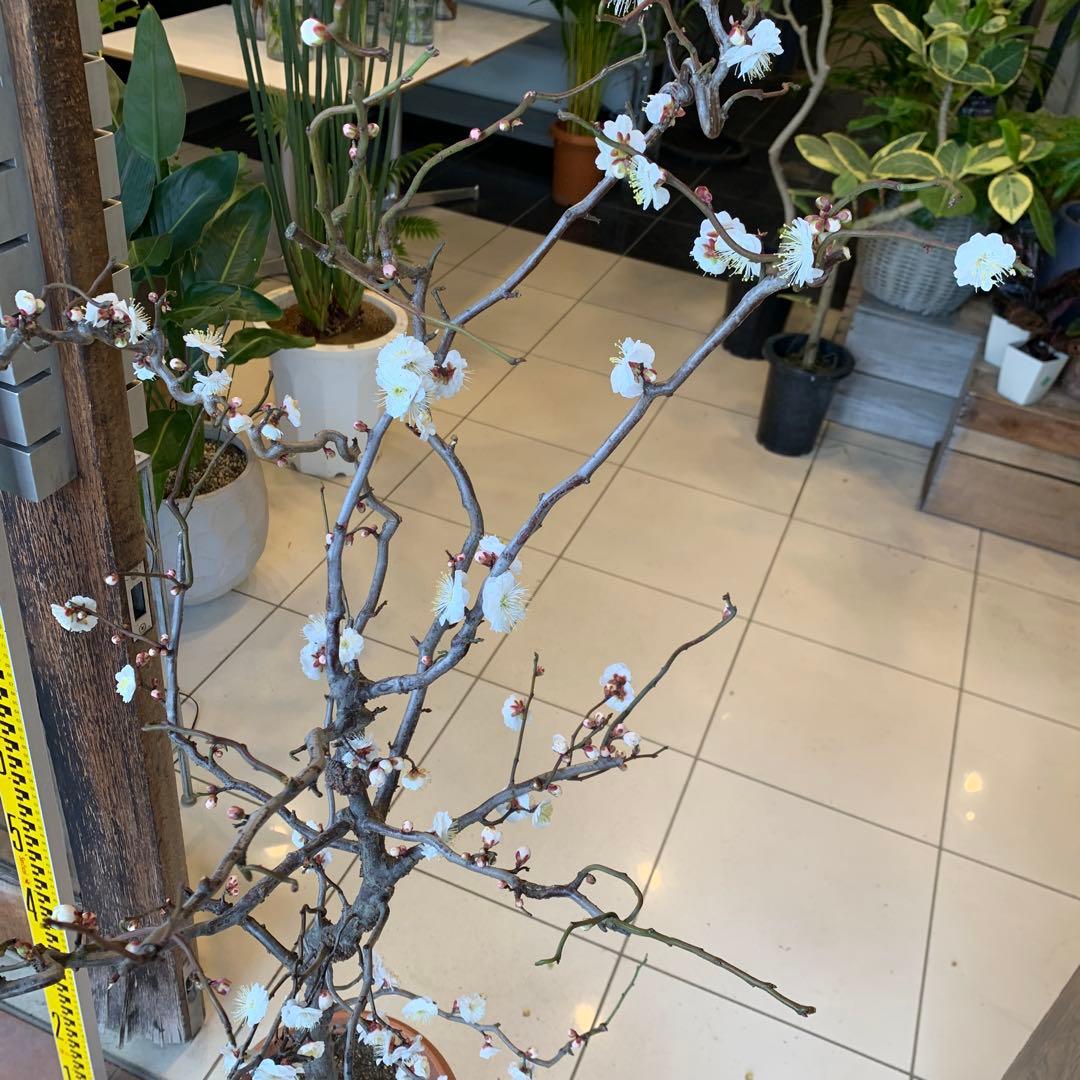 雲竜梅　ウンリュウバイ 8号 2