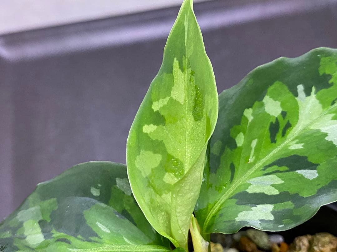 アグラオネマ ピクタム Aglaonema pictum tricolor2株