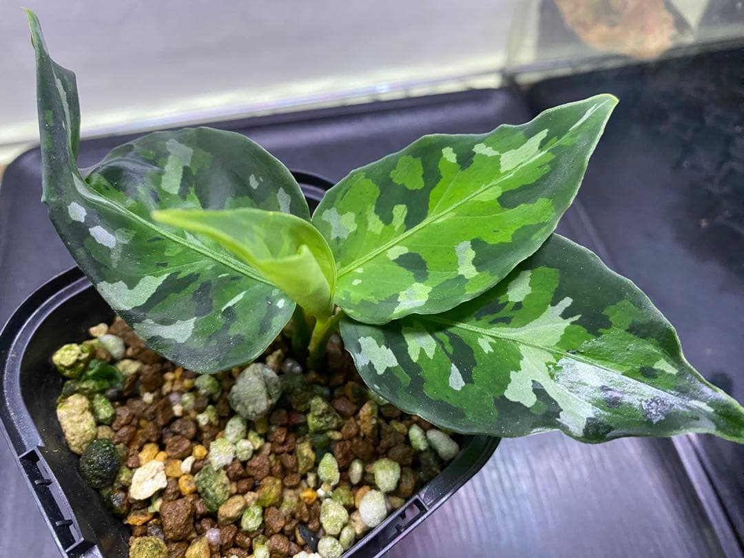 アグラオネマ ピクタム Aglaonema pictum tricolor2株