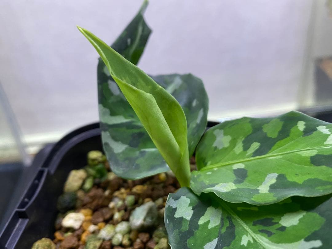 アグラオネマ ピクタム Aglaonema pictum tricolor2株