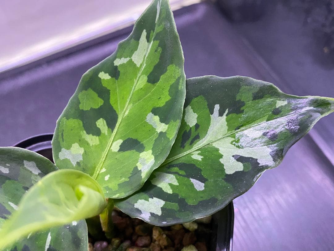 アグラオネマ ピクタム Aglaonema pictum tricolor2株