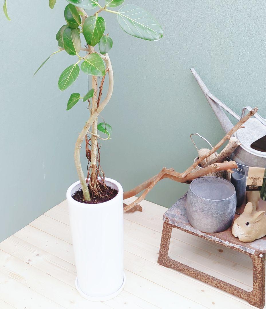 大人グリーン (現品) 根上がり 曲がりベンガレンシス７号