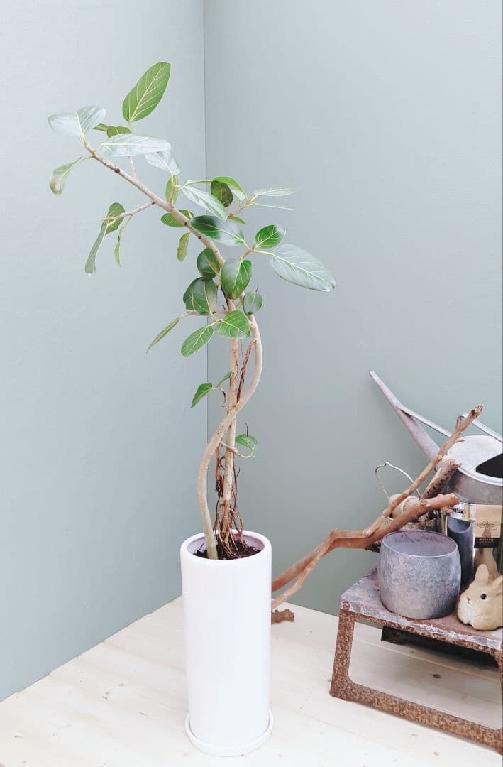 大人グリーン (現品) 根上がり 曲がりベンガレンシス７号