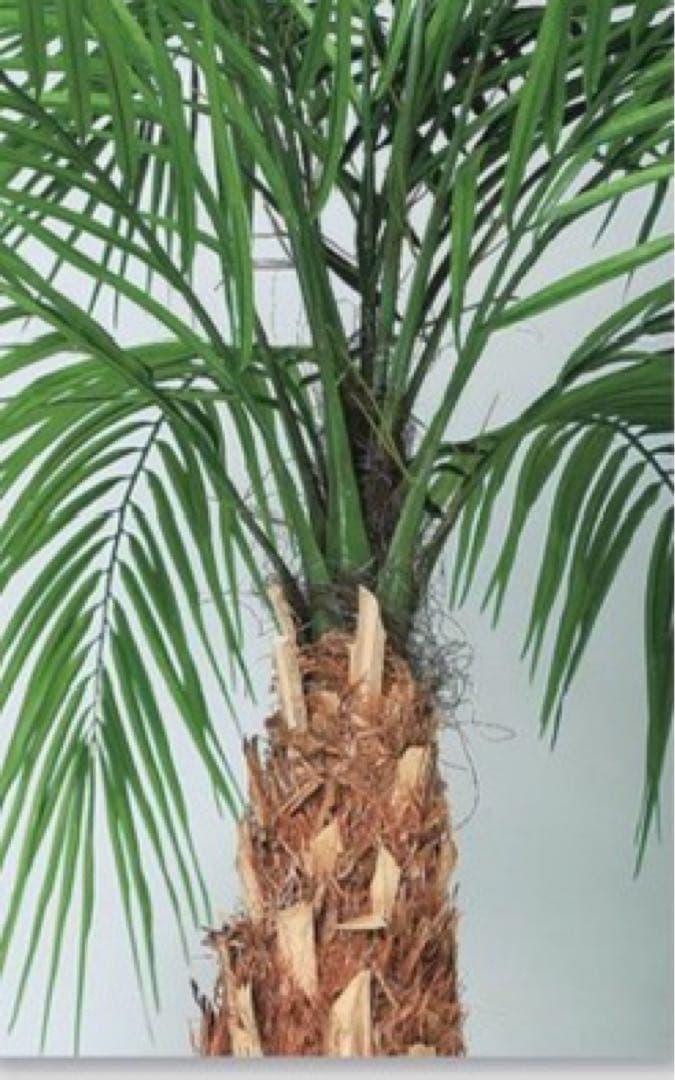 光触媒　人工観葉植物　フェイクグリーン　フェニックス・ロベレニー PLUS