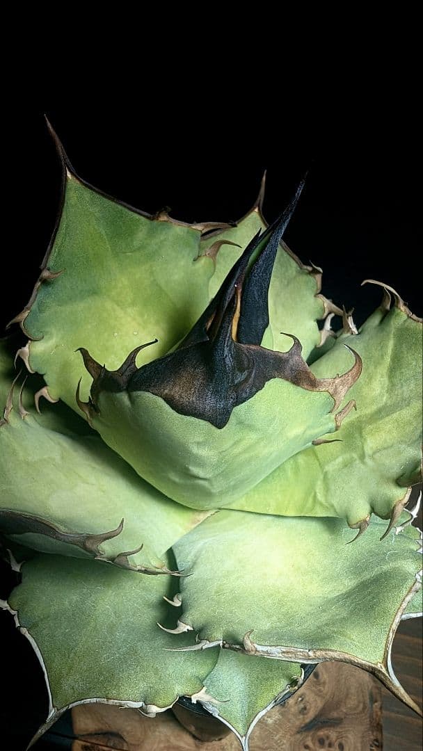 【毒刺産】\"キングアーサー／亞瑟王\" 　mr.kusamuraプランツタグ付