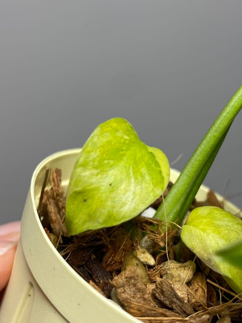 ④【超希少‼️】モンステラ　エレクトロライト　斑入り　レア　人気　メルカリ便