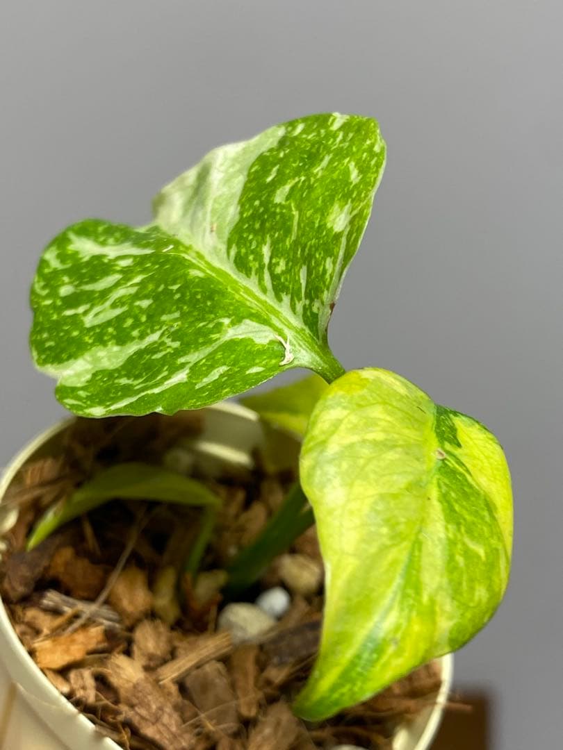 ④【超希少‼️】モンステラ　エレクトロライト　斑入り　レア　人気　メルカリ便