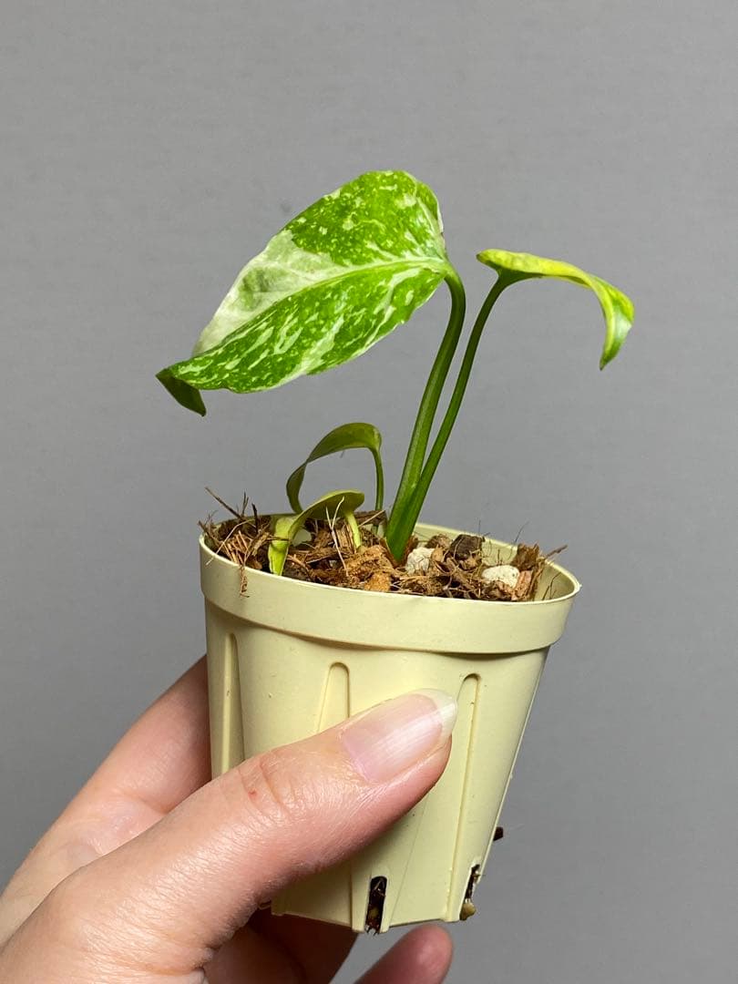 ④【超希少‼️】モンステラ　エレクトロライト　斑入り　レア　人気　メルカリ便