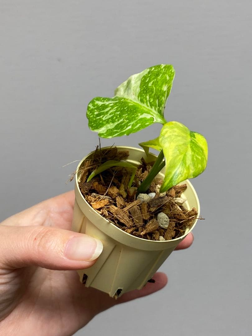 ④【超希少‼️】モンステラ　エレクトロライト　斑入り　レア　人気　メルカリ便