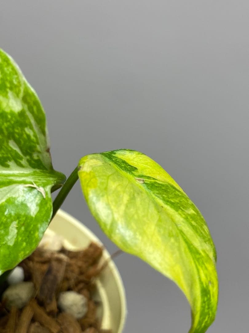 ④【超希少‼️】モンステラ　エレクトロライト　斑入り　レア　人気　メルカリ便