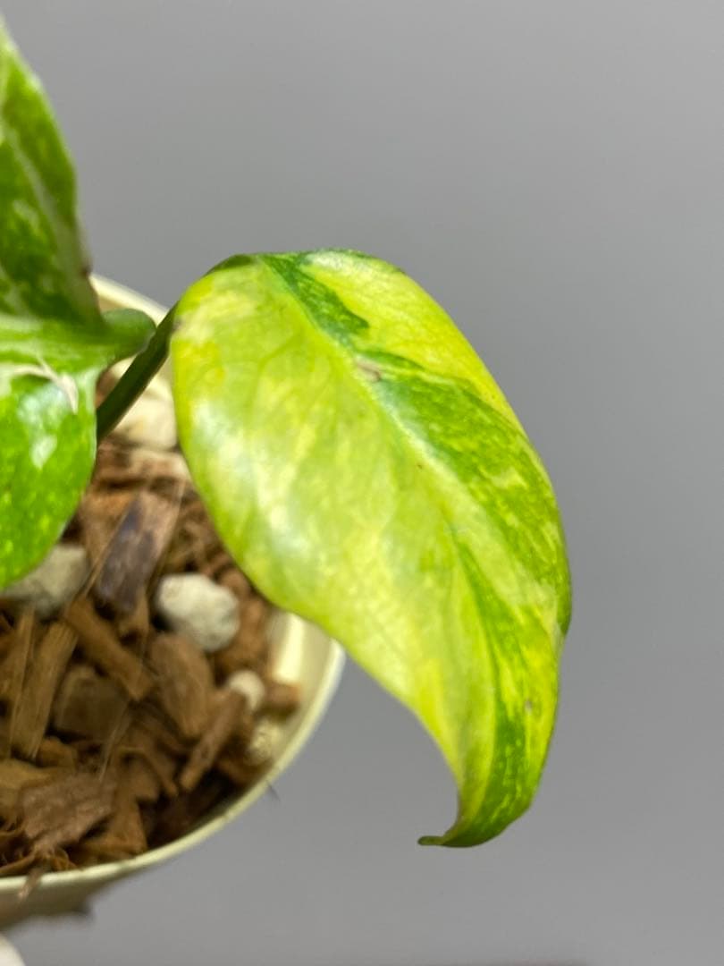 ④【超希少‼️】モンステラ　エレクトロライト　斑入り　レア　人気　メルカリ便