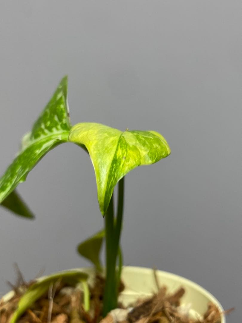 ④【超希少‼️】モンステラ　エレクトロライト　斑入り　レア　人気　メルカリ便