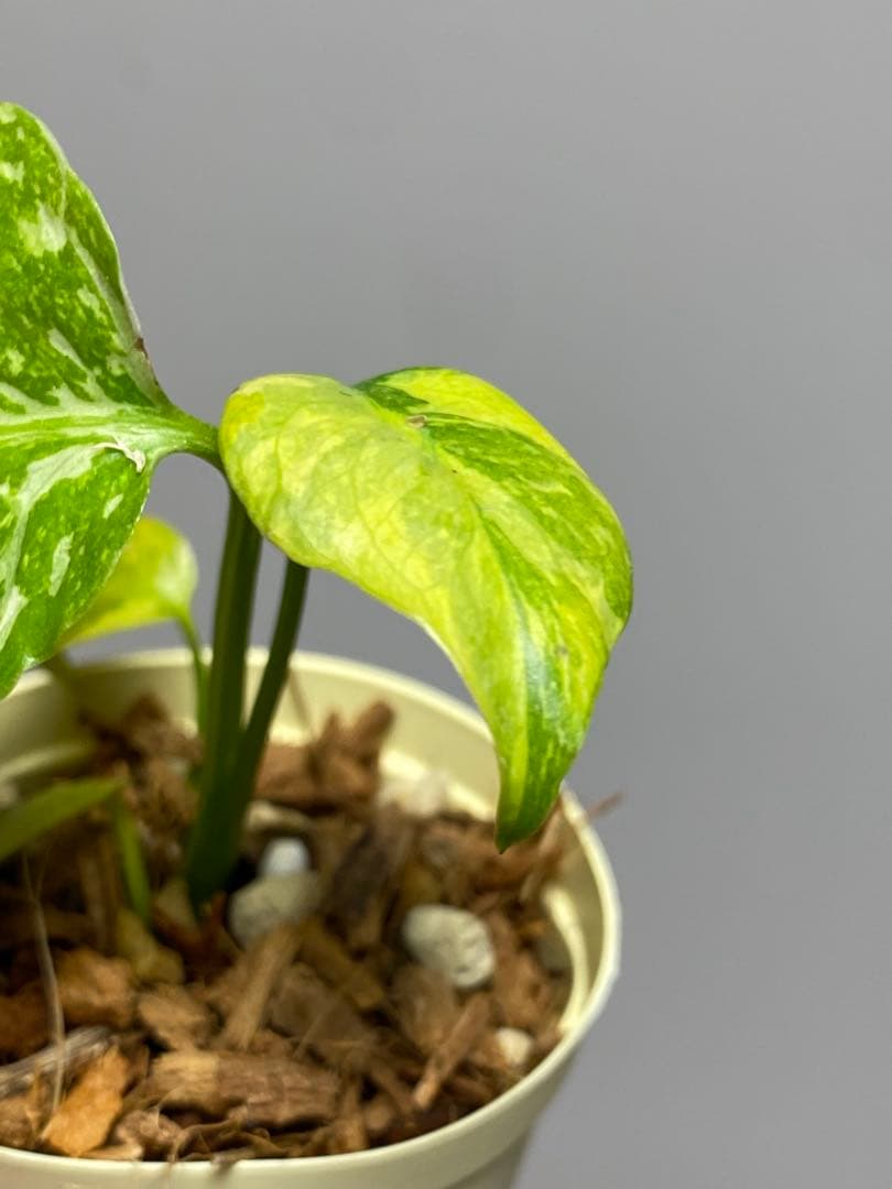 ④【超希少‼️】モンステラ　エレクトロライト　斑入り　レア　人気　メルカリ便