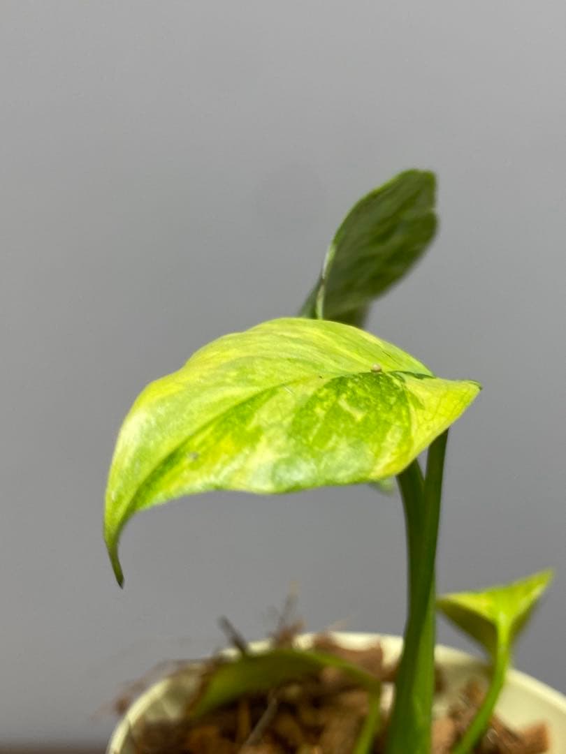 ④【超希少‼️】モンステラ　エレクトロライト　斑入り　レア　人気　メルカリ便