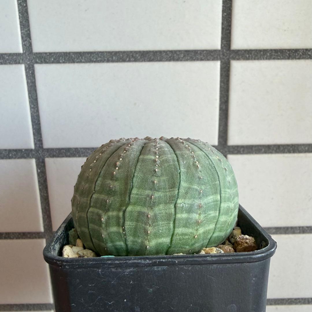 釣*。様 ③ ユーフォルビア オベサ 実生選抜 13稜 綴化？