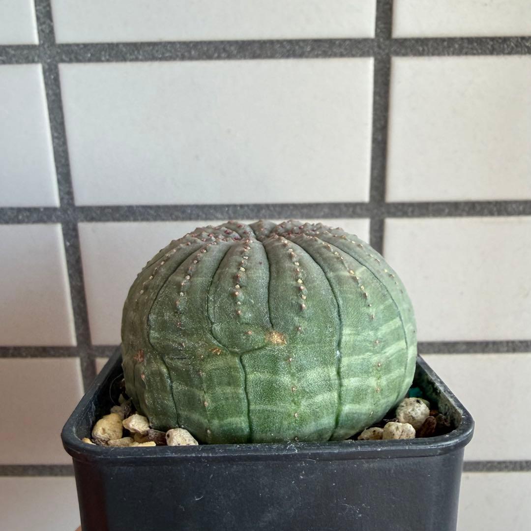 釣*。様 ③ ユーフォルビア オベサ 実生選抜 13稜 綴化？