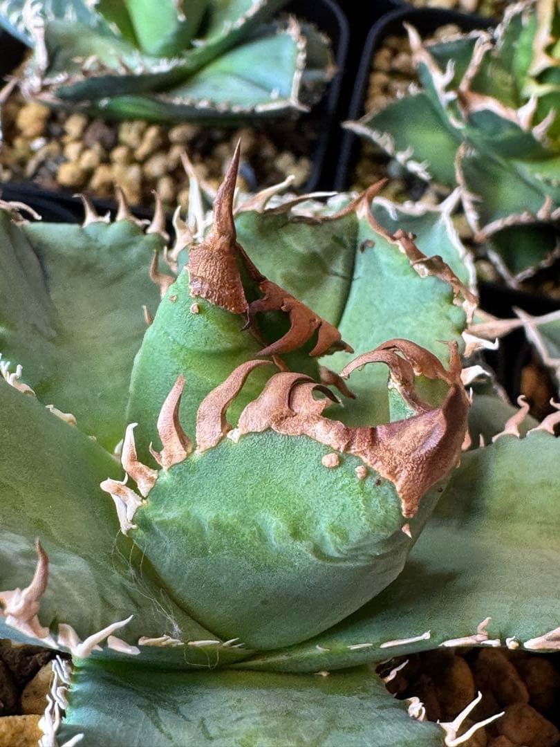 （子株付）アガベ　CJ-11