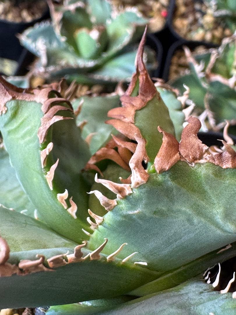 （子株付）アガベ　CJ-11