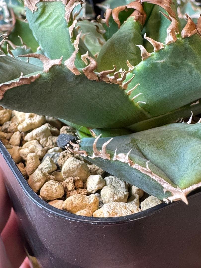 （子株付）アガベ　CJ-11