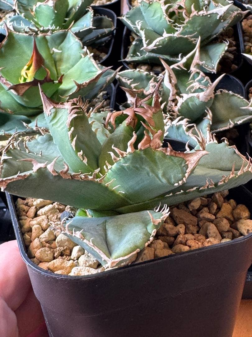 （子株付）アガベ　CJ-11