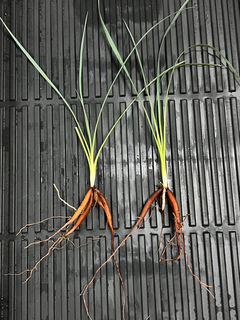 《ご依頼品》ロストラータ50株おまとめ