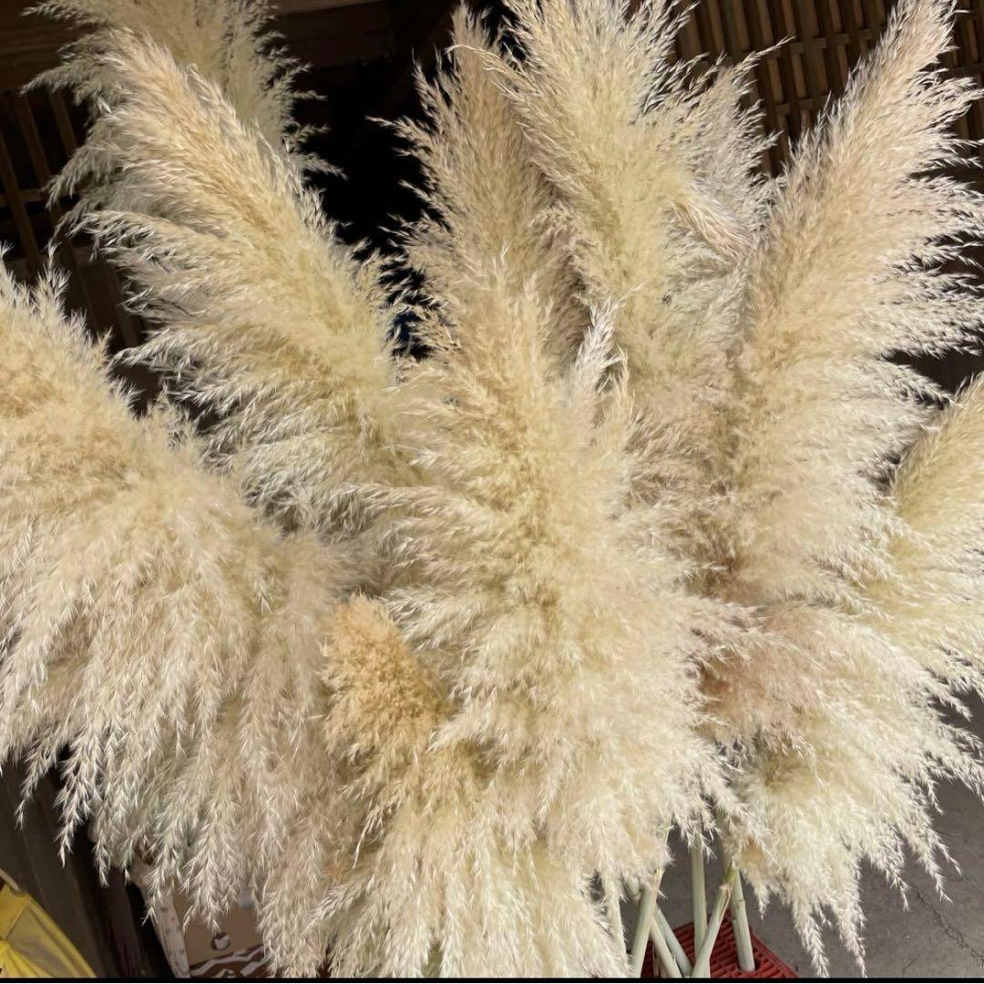 パンパスグラス　パンパス　特大パンパス　晩生パンパスグラス　晩生パンパス