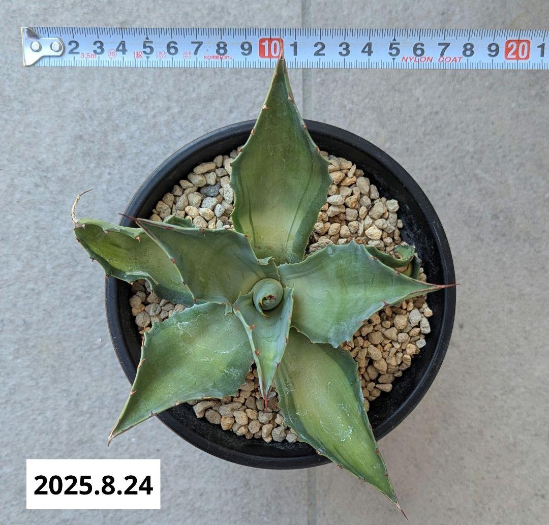 ナッシー_Agave ovatifolia Awakening Angel