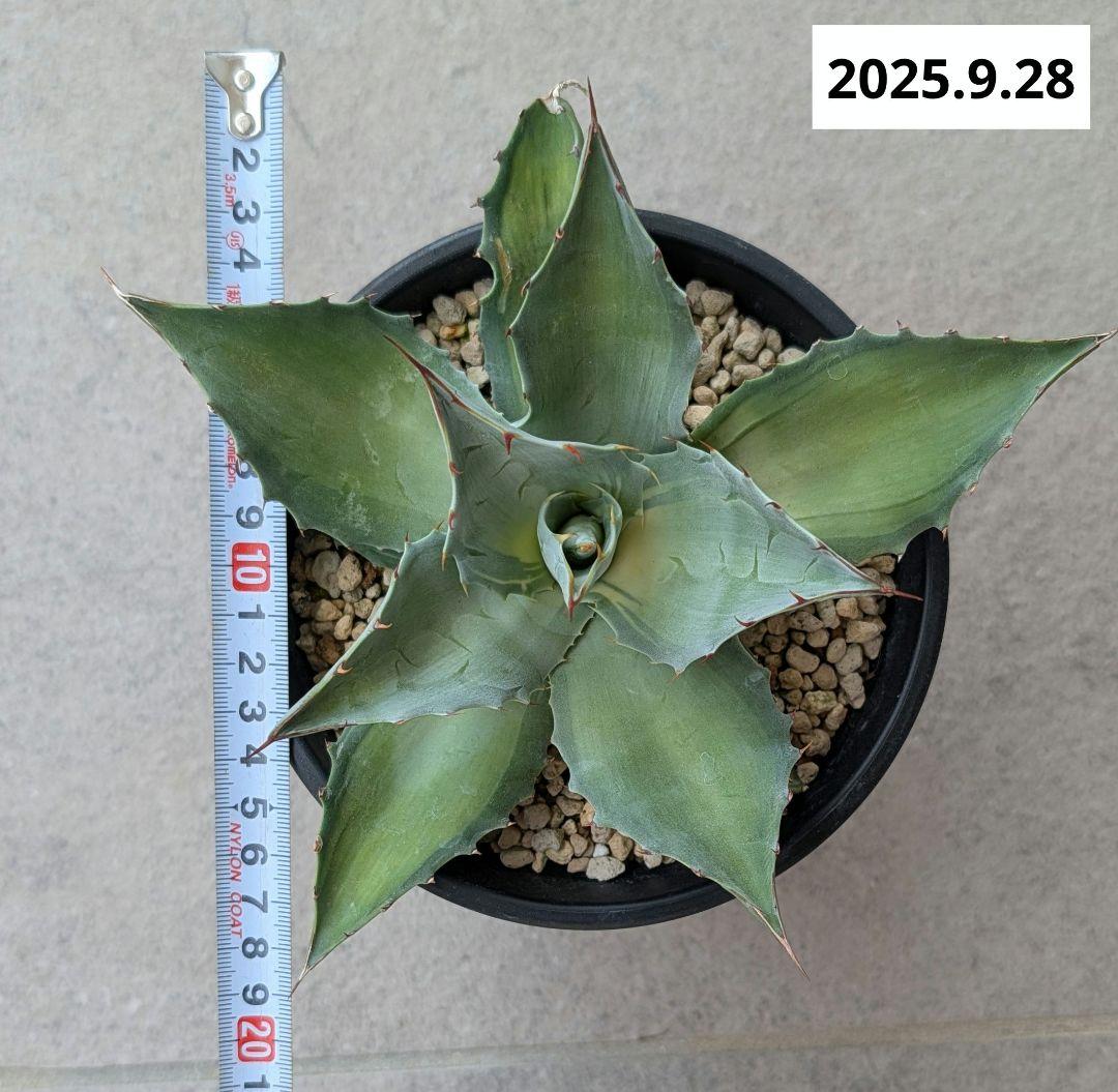 ナッシー_Agave ovatifolia Awakening Angel